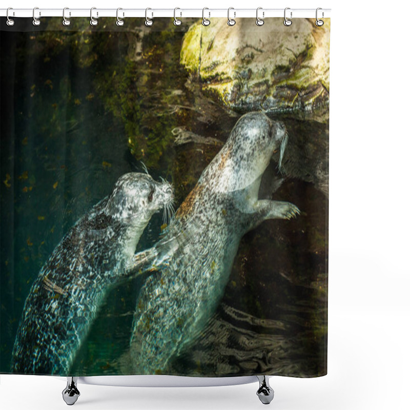 Personality  Two Sea Lions Embrace In Blue Waters Shower Curtains