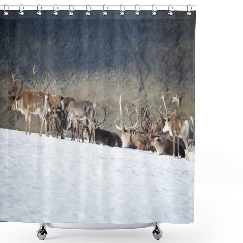 Personality  Norway Reindeer On Snow Shower Curtains