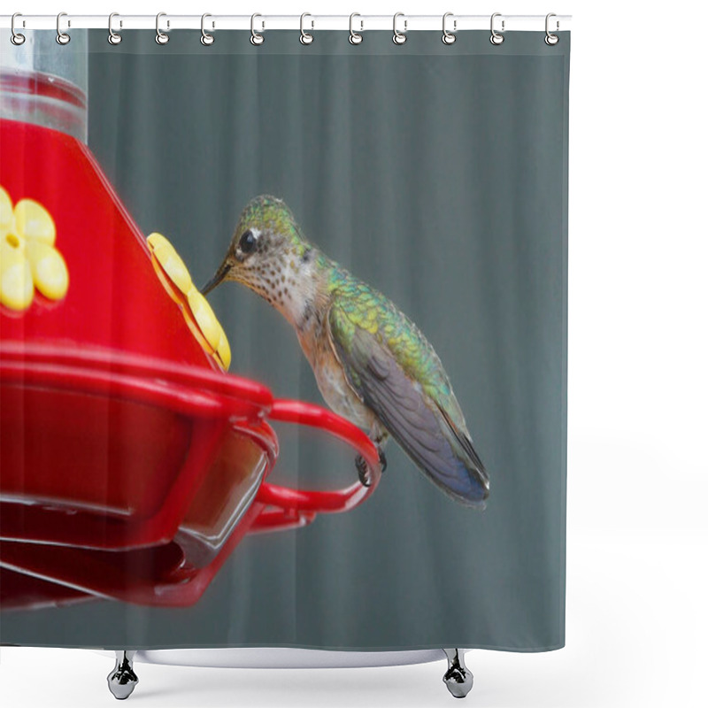 Personality  Calliope Hummingbird (female) At A Traditional Hummingbird Feeder (selasphorus Calliiope) Shower Curtains