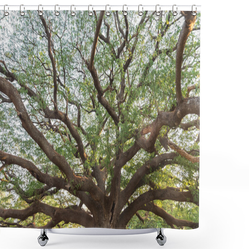 Personality  Giant Tree Shower Curtains