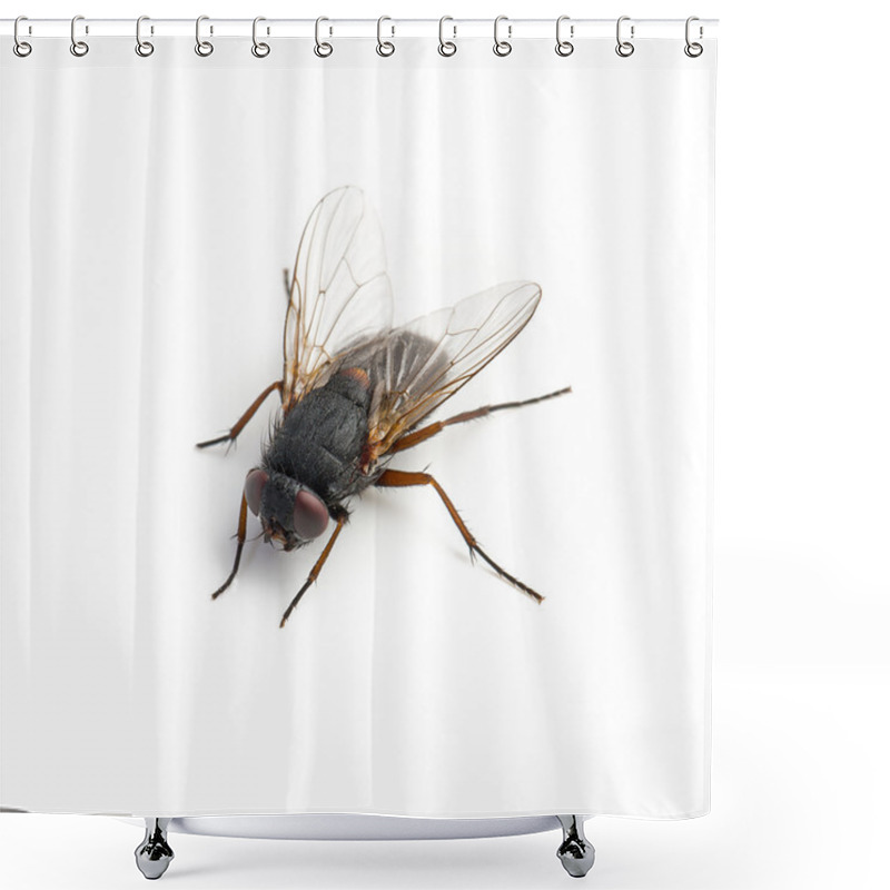 Personality  Black Housefly On White Background Shower Curtains