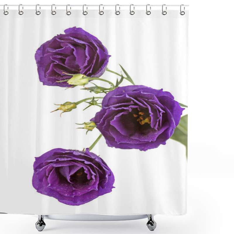 Personality  Purple Eustoma On White Background Shower Curtains