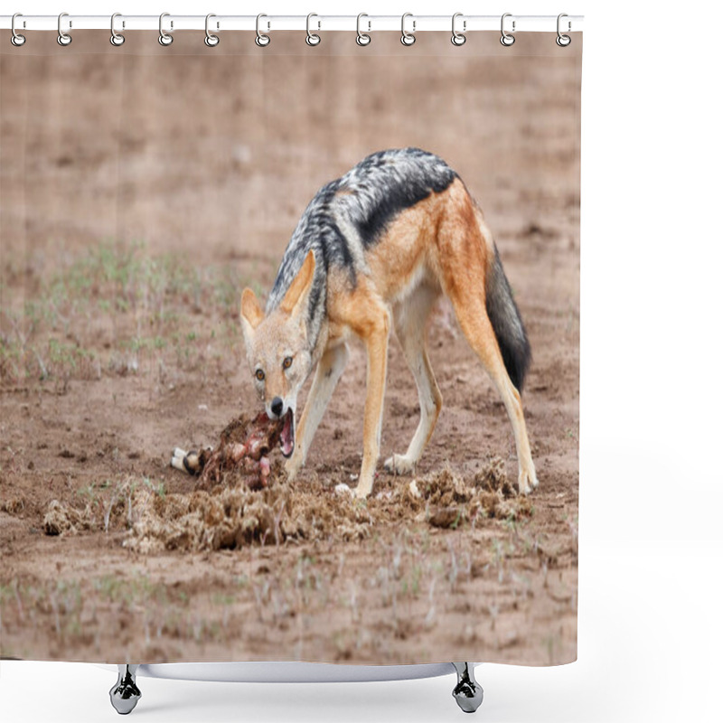 Personality  Black-backed Jackal (Lupulella Mesomelas) Eating From A Part From An Impala Carcass In Mashatu Game Reserve In The Tuli Block In Botswana Shower Curtains