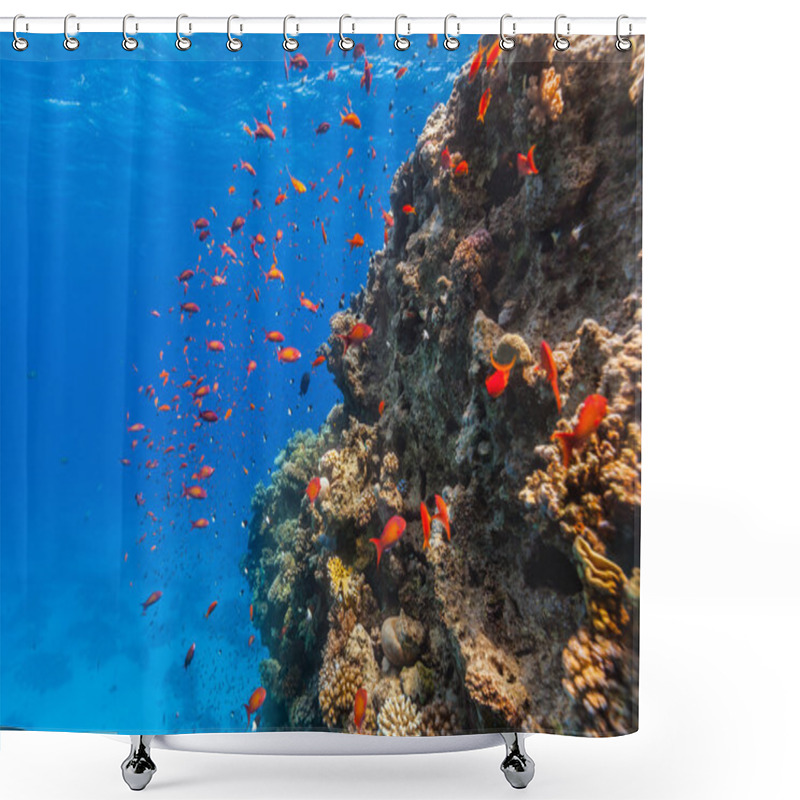 Personality  Coral Reef And Tropical Fish In Red Sea Shower Curtains