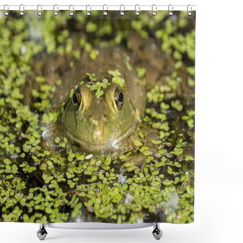 Personality  Bright Green Frog With A Spider Is Hiding In The Lily Pads Shower Curtains