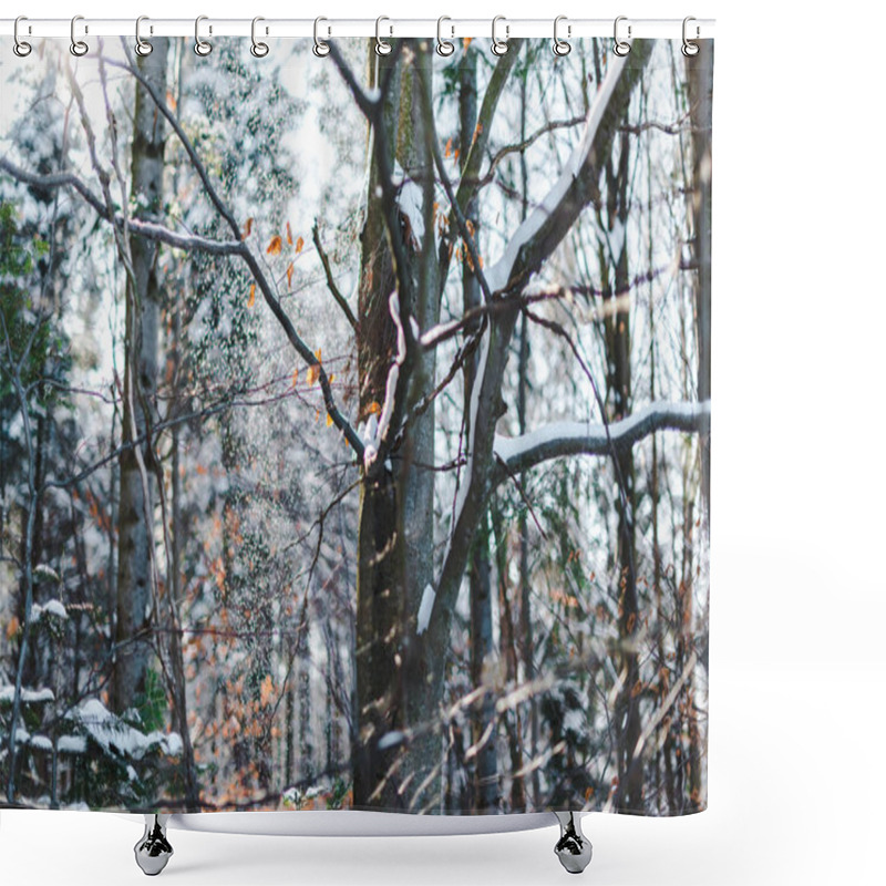 Personality  Dry Tree Branches Covered With Snow At Winter Shower Curtains