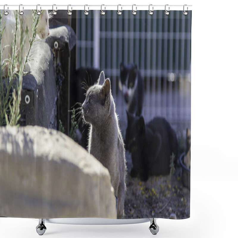 Personality  Detail Of Russian Cat In The Street, Abandonment Of Exotic Animal Shower Curtains