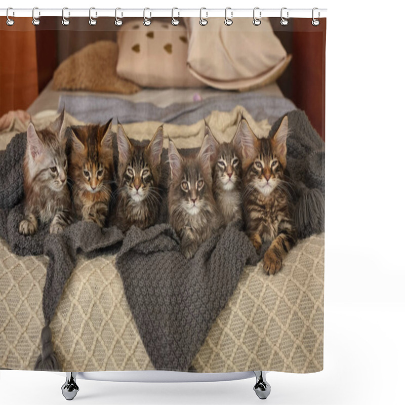 Personality  Group Of 6 Cute Maine Coon Kittens Lying In Grey Warm Blanket On The Bed, Two Month Old Shower Curtains