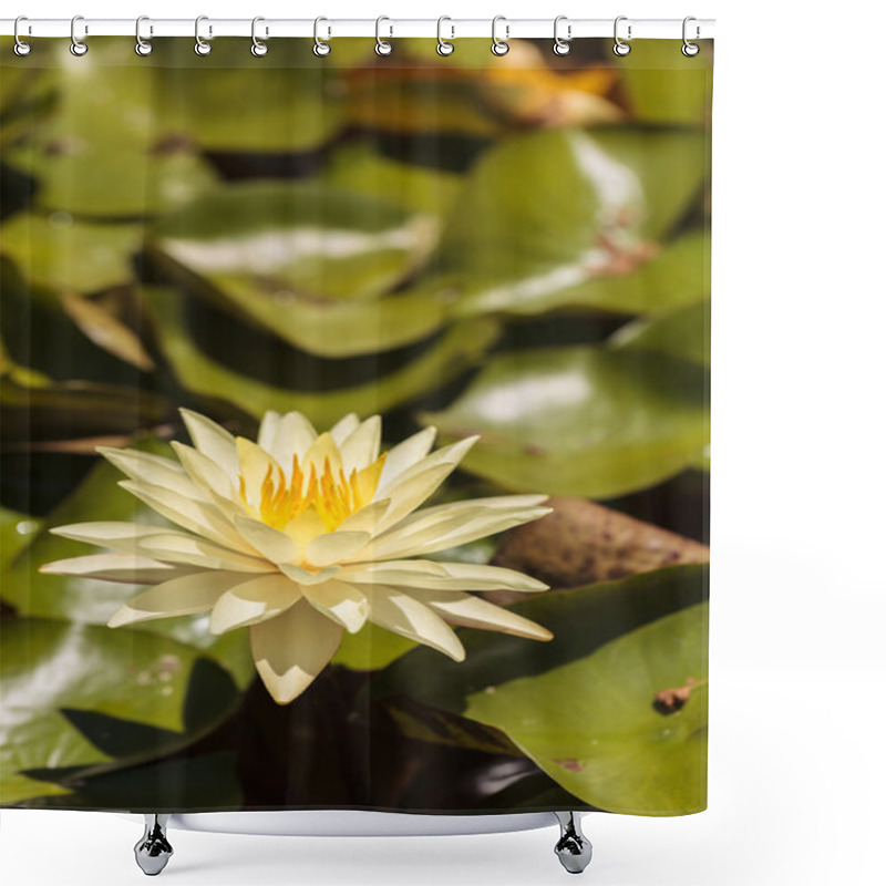 Personality  Water Lily Flower  Shower Curtains