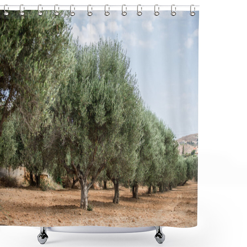 Personality  Olive Trees Garden. Shower Curtains