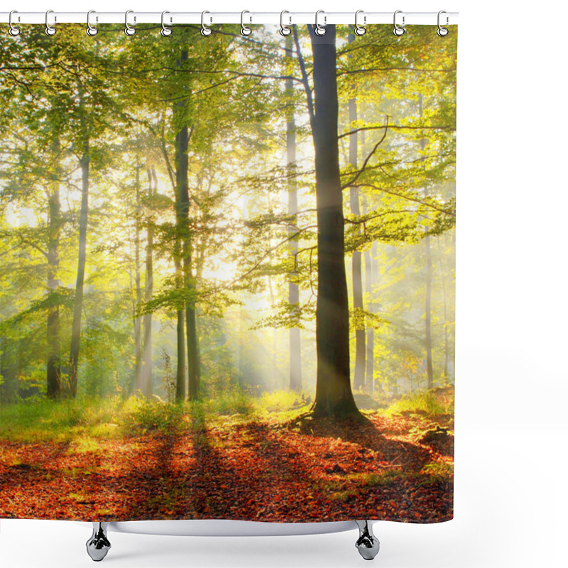 Personality  Forest Landscape In Poland Shower Curtains