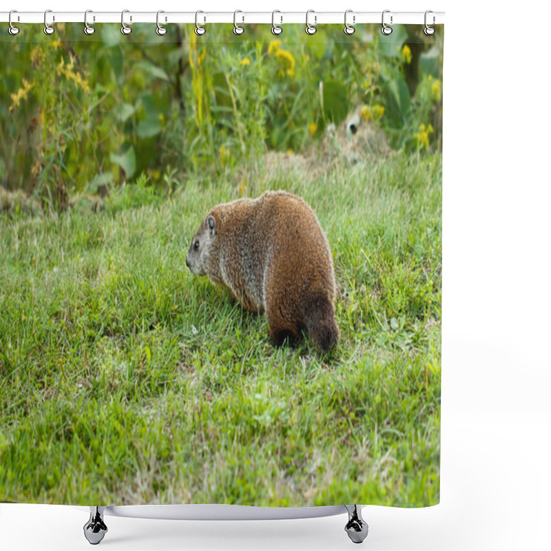 Personality  Marmot Is Seen Walking Through A Grassy Meadow, Surrounded By Green Plants And Wildflowers Shower Curtains