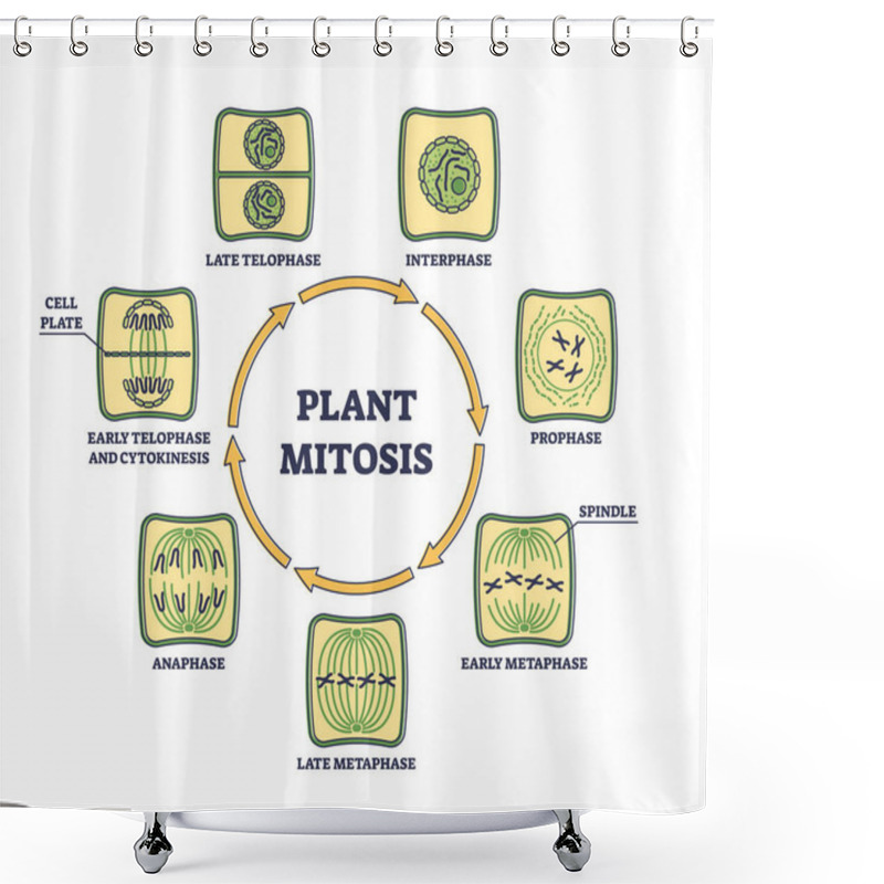 Personality  Plant Cell Mitosis And Cellular Division In Educational Outline Diagram Shower Curtains