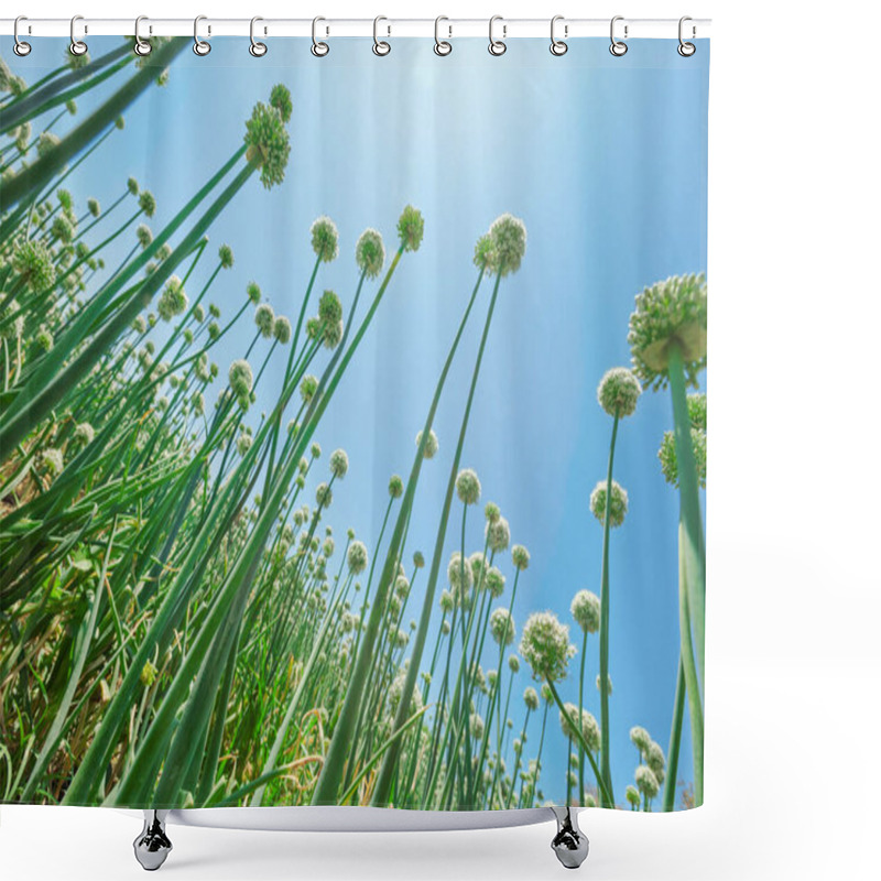 Personality  Onion Plantation In Arequipa, Peru. Shower Curtains