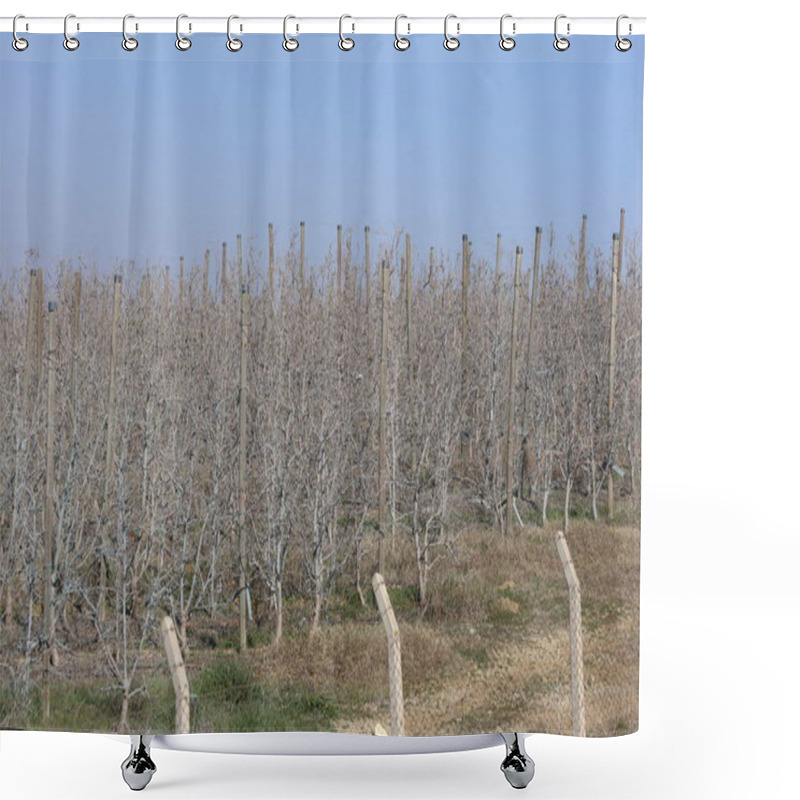 Personality  A Well-kept Dwarf Apple Orchard Treated With Bordeaux Mixture Shower Curtains