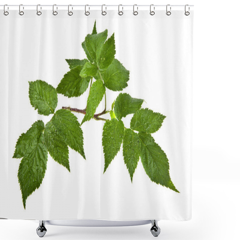 Personality  Fresh Green Leaves Of Raspberry Shower Curtains