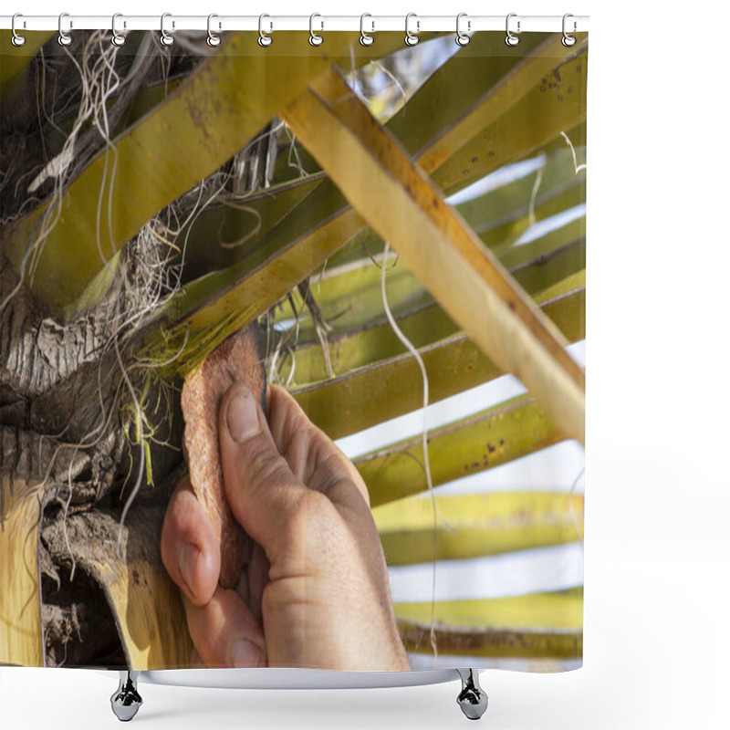 Personality  Closeup Male Hand With Stone Blade Cutting Mojave Yucca Leaf At Base By Trunk In Natural Environment Shower Curtains