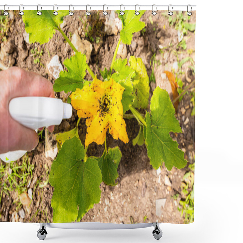 Personality  Hand Using Spray On Zucchini Yellow Flower Plant Infected By Many Black Aphids. Using No Pesticide, Made With Water, Green Soap And Vinegar. Shower Curtains