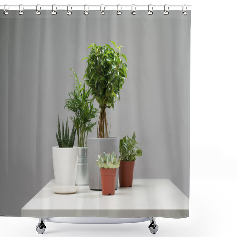 Personality  Several Indoor Plants, Cacti In Pots, Watering Can On Empty Gray Background Shower Curtains