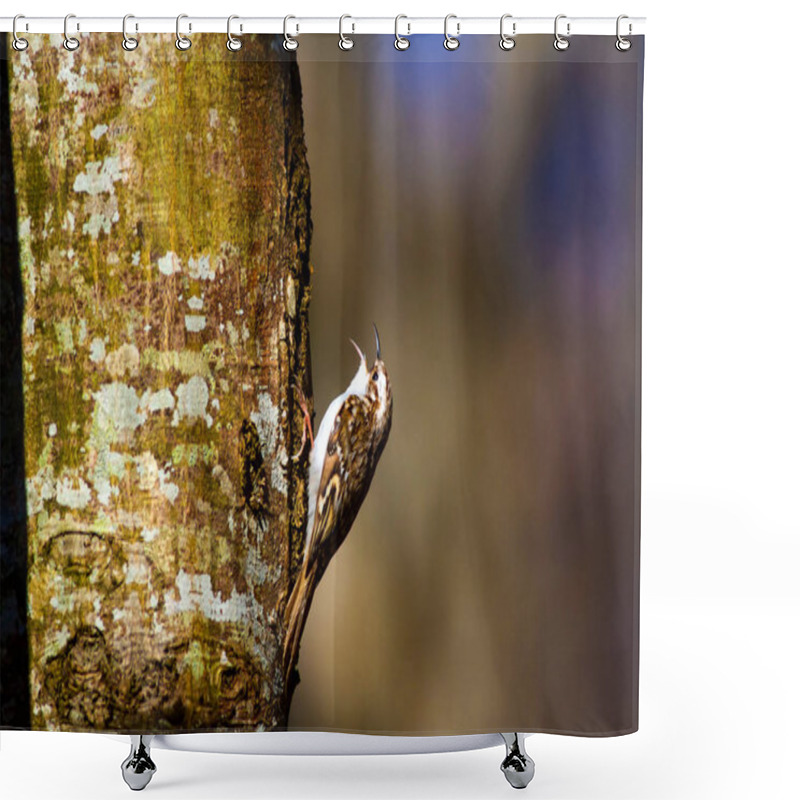 Personality  Cute Bird Climbing Tree. Forest Bird. Forest Background. Short Toed Treecreeper. Certhia Brachydactyla. Shower Curtains