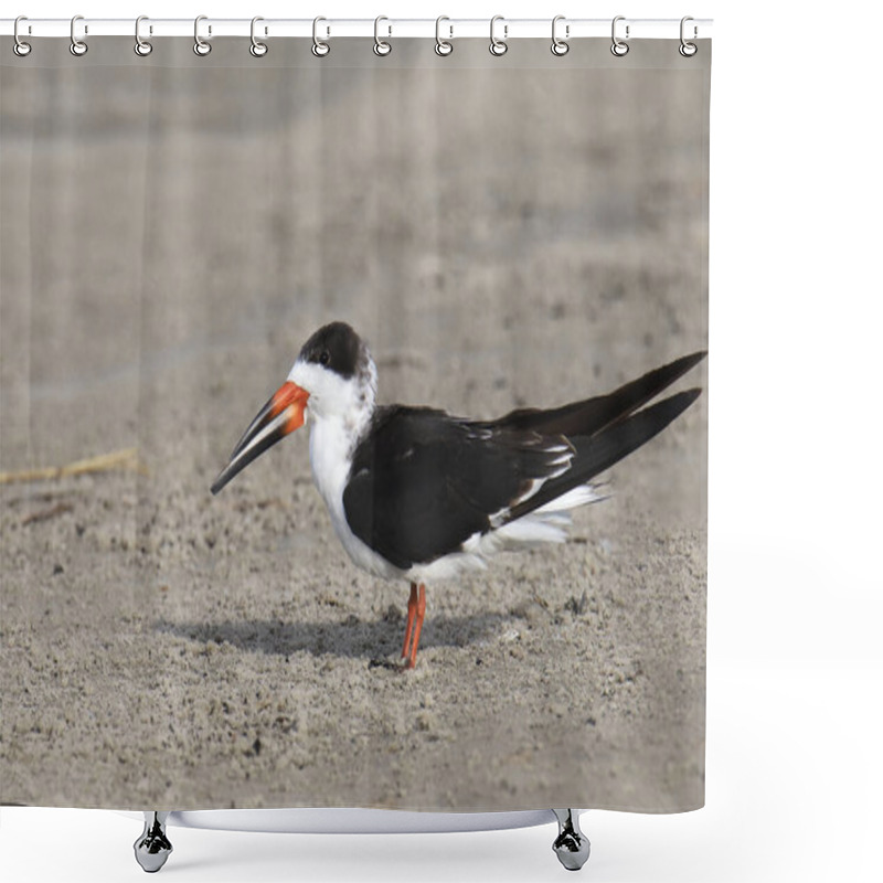 Personality  Black Skimmer (rynchops Niger) Shower Curtains