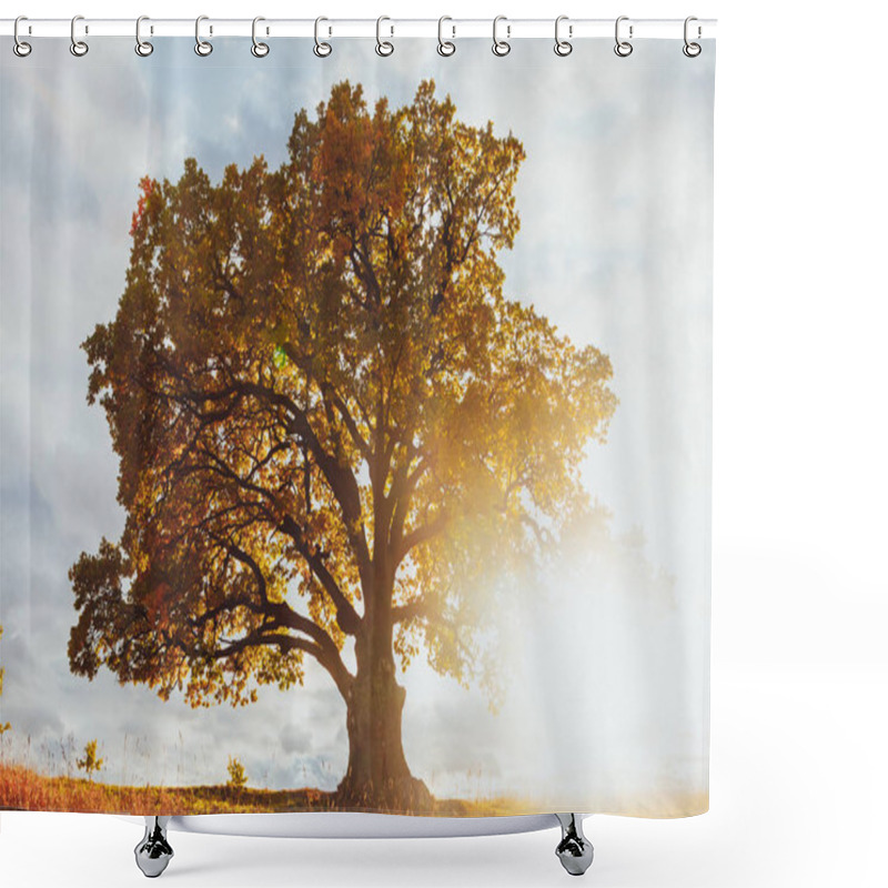 Personality  Oak Tree With Yellow Foliage At Sunny Autumn Day Shower Curtains