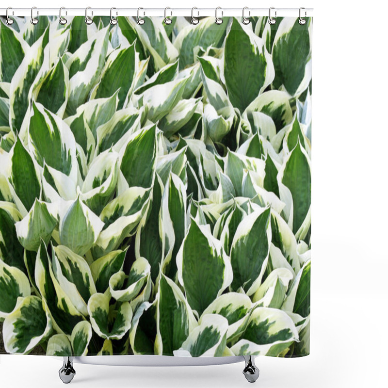 Personality  Variegated Green And White Leaves Of The Hosta Plant - A Garden Favorite Shower Curtains