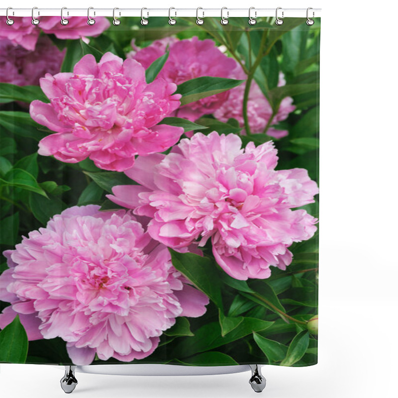 Personality  Bouquet Of Fresh Pink Peonies Shower Curtains