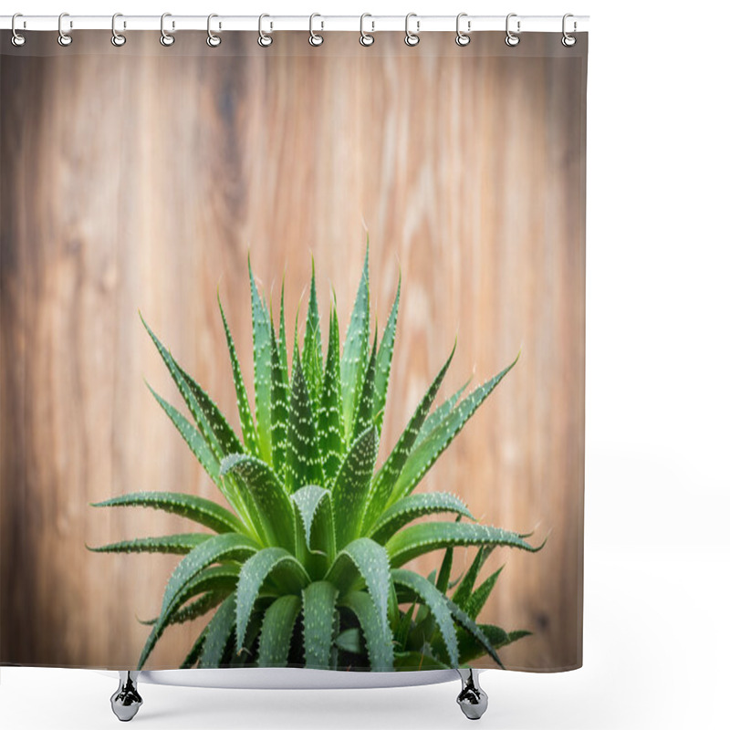 Personality  Aloe Plant Shower Curtains