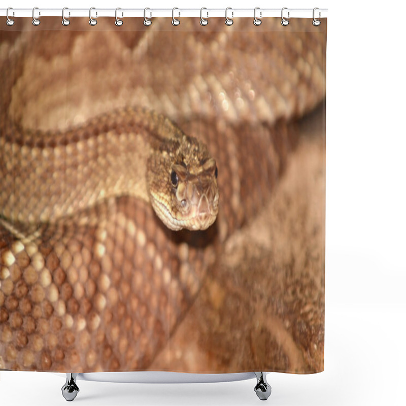 Personality  Red Rattlesnake Close Up Shower Curtains