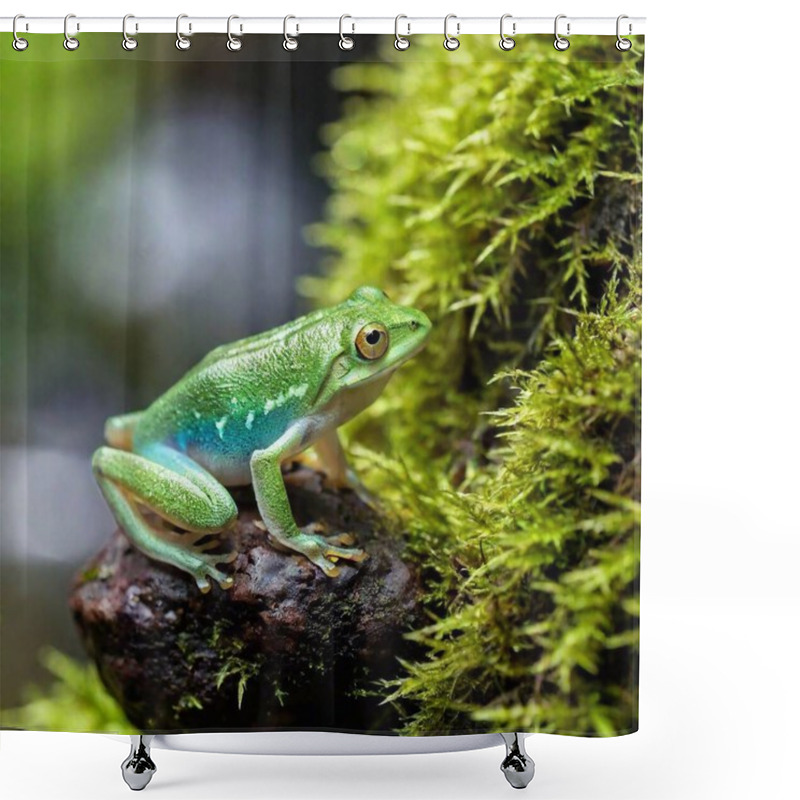 Personality  Macro Shot Of A Green Frog In A Misty Rainforest Setting Shower Curtains