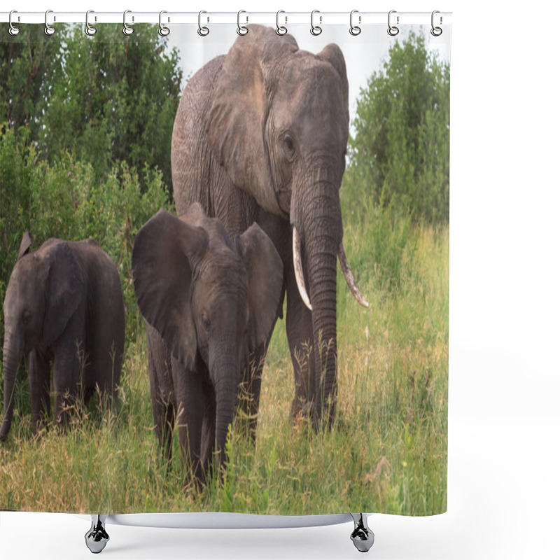 Personality  Elephant And A Baby Elephant. Tarangire, Tanzania Shower Curtains