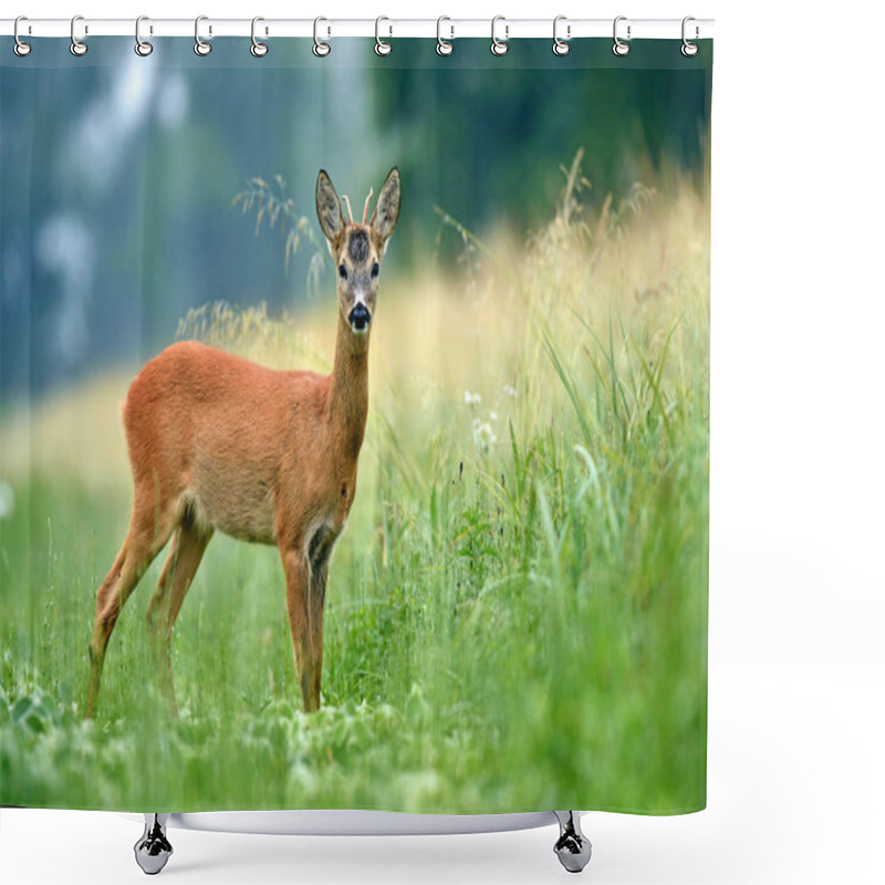 Personality  Young Roe Buck Standing In A Field And Looking At The Camera Shower Curtains