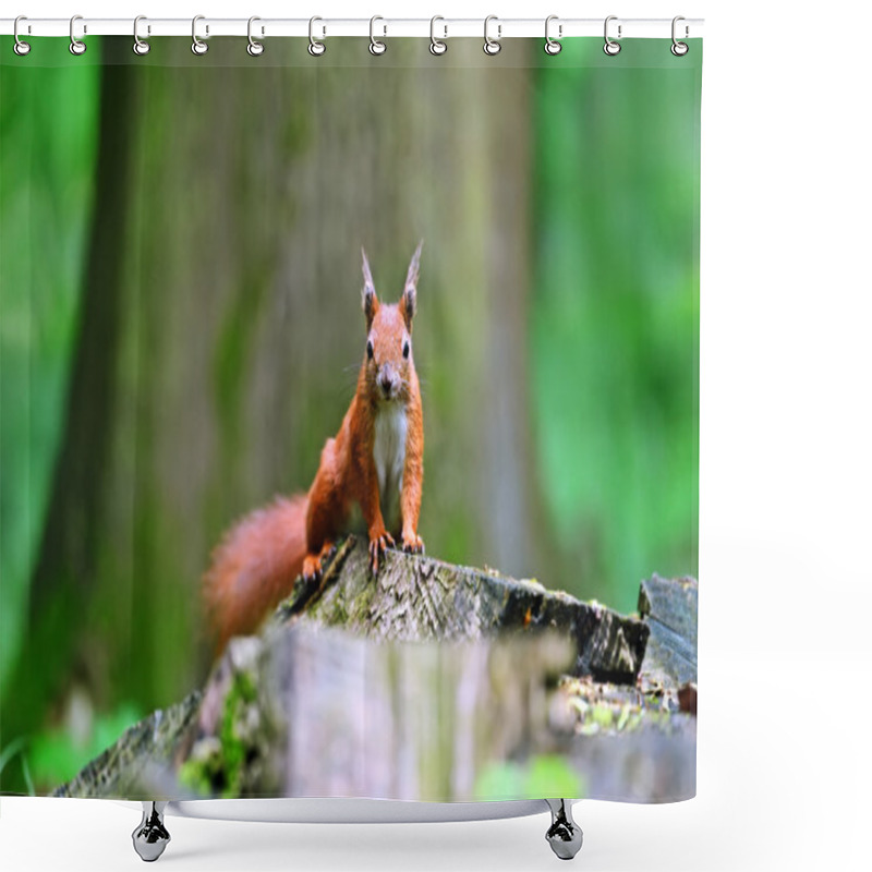 Personality  Squirrel Shower Curtains