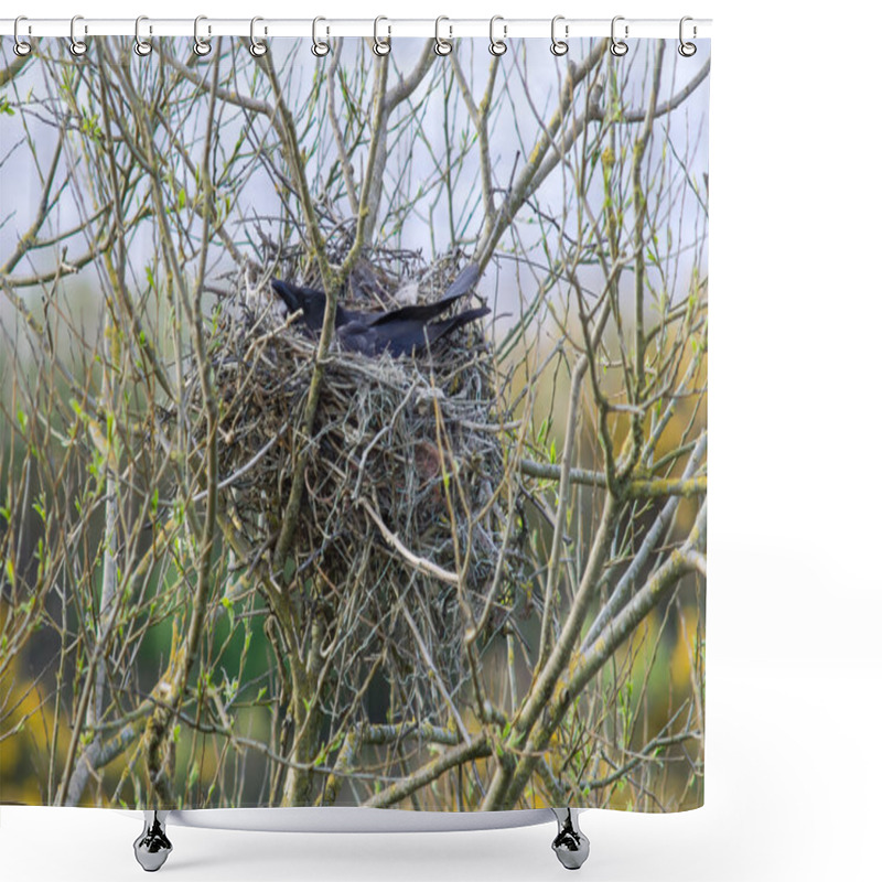 Personality  Carrion Crow (Corvus Corone) On Nest Of Sticks And String Shower Curtains