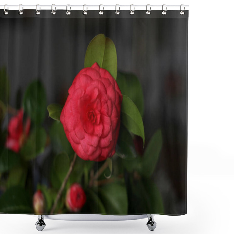 Personality  Red Camellia Flower, On A Dark Blurred Background  Shower Curtains