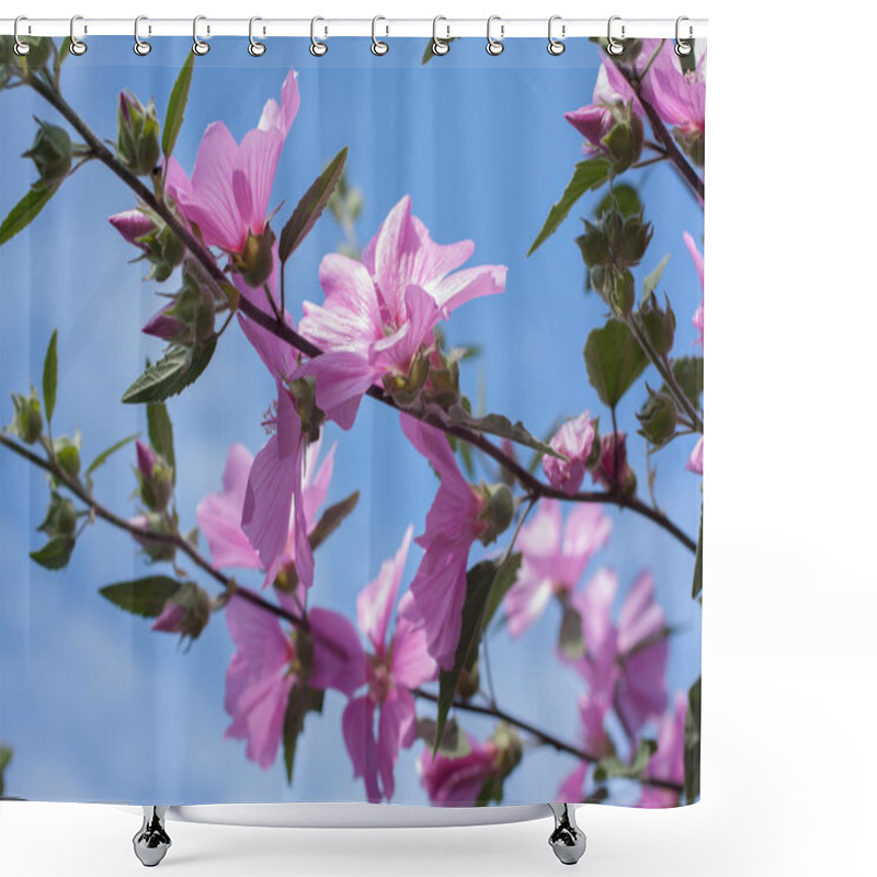 Personality  Beautiful Pink Hollyhock Flowers In The Garden Shower Curtains