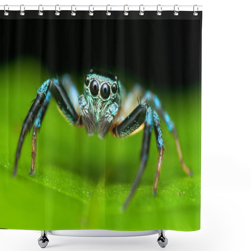 Personality  Jumping Spider Shower Curtains