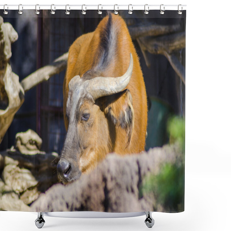 Personality  African Forest Buffalo Shower Curtains