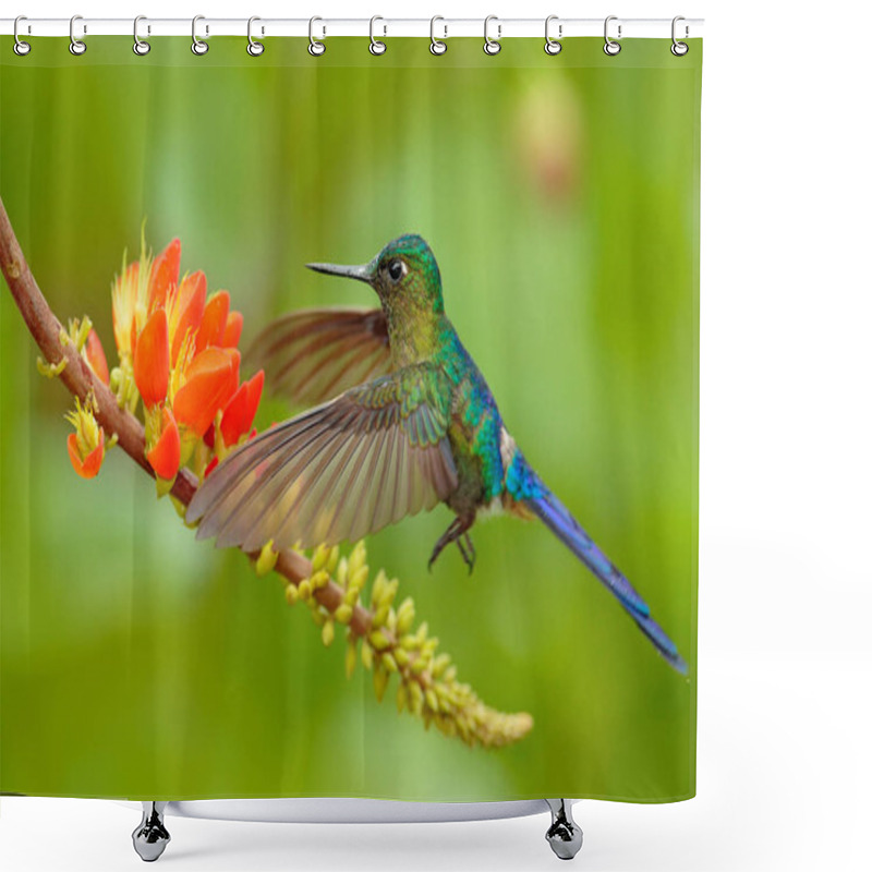 Personality   Hummingbird Long-tailed Sylph, Aglaiocercus Kingi With Orange Flower, In Flight. Hummingbird From Colombia  In The Bloom Flower, Wildlife From Tropic Jungle. Shower Curtains