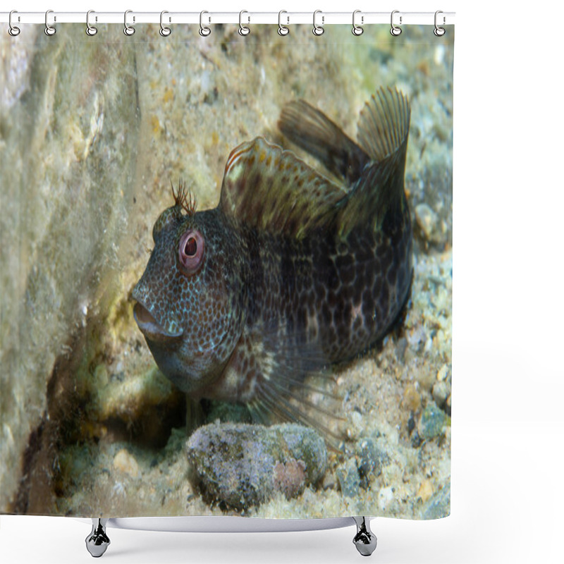 Personality  A Small Fish Comes Out On The Rock Shower Curtains