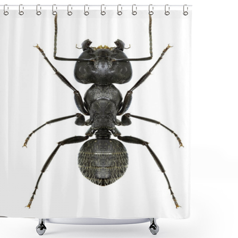 Personality  Carpenter Ant On White Background  -  Camponotus Vagus (Scopoli, 1763) Shower Curtains