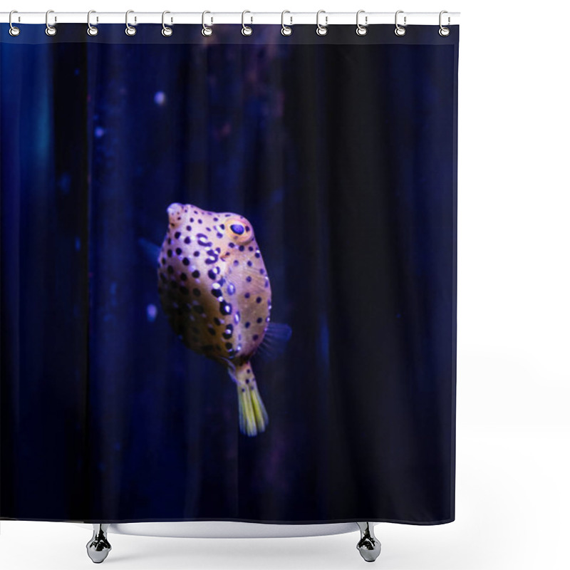 Personality   Yellow Boxfish Underwater Paradise With Vibrant Sea Life. Underwater Macro Photography Shower Curtains