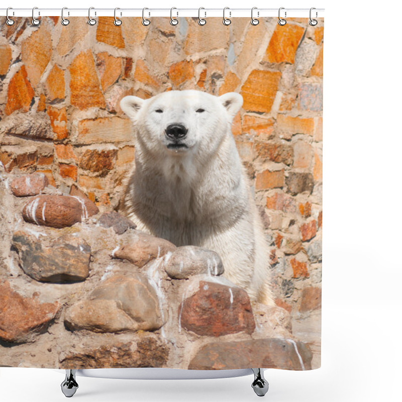 Personality  Ursus Maritimus Shower Curtains