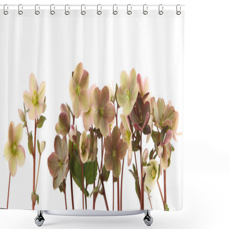 Personality  Snow Rose Hellebore Isolated On White Background.  Evergreen Flower Hellebore, Christmas Rose, Blooms In Winter Outdoors When The Weather Is Cold And Snow. Shower Curtains