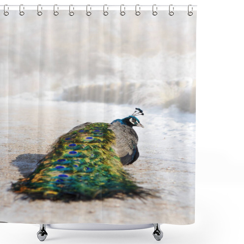 Personality  Male Peacock Standing In A Snowy Winter Garden. Shower Curtains