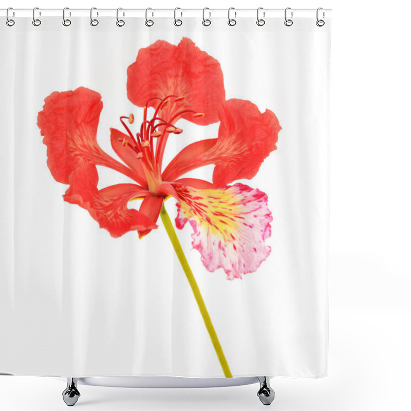 Personality  Pride Of Barbados Flower Shower Curtains