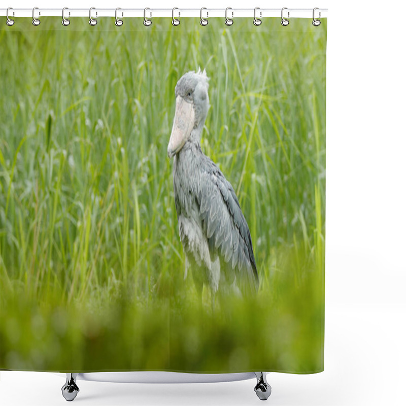 Personality  Shoebill In Nature Habitat Shower Curtains