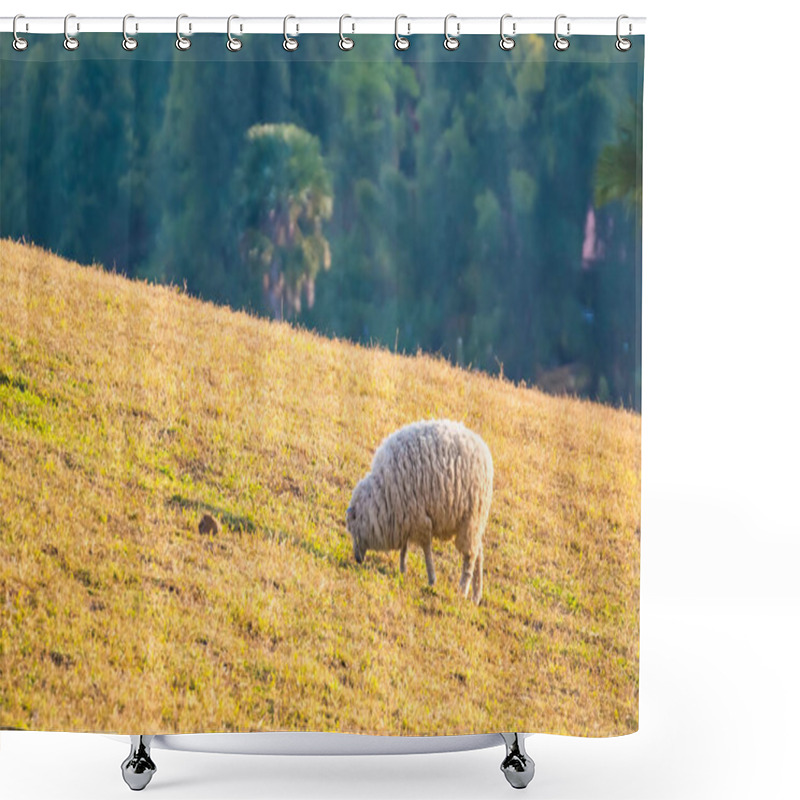 Personality  A Peaceful Sheep Grazing In A Golden Pasture During Sunset, Surrounded By Warm Light And Tranquil Nature Shower Curtains