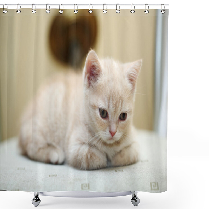 Personality  Kitten Shower Curtains